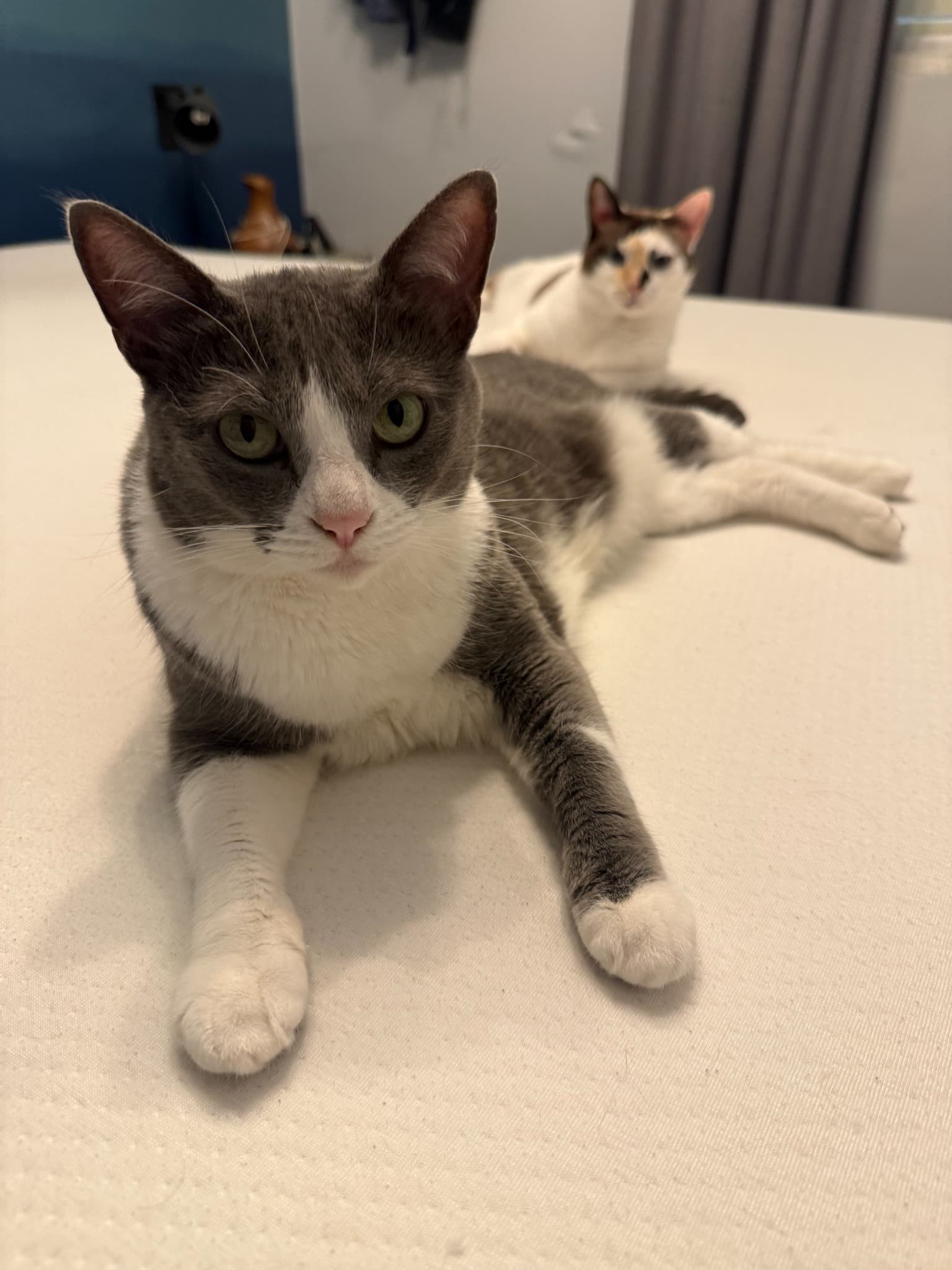 Ghibli style - Portrait transformed into Ghibli style